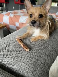 Found/Stray Unknown Dog last seen The Woodlands, Dunnellon, FL 34431