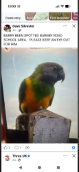 Lost Male Bird last seen Clay lane Newark beacon hill area, Newark-on-Trent, England 