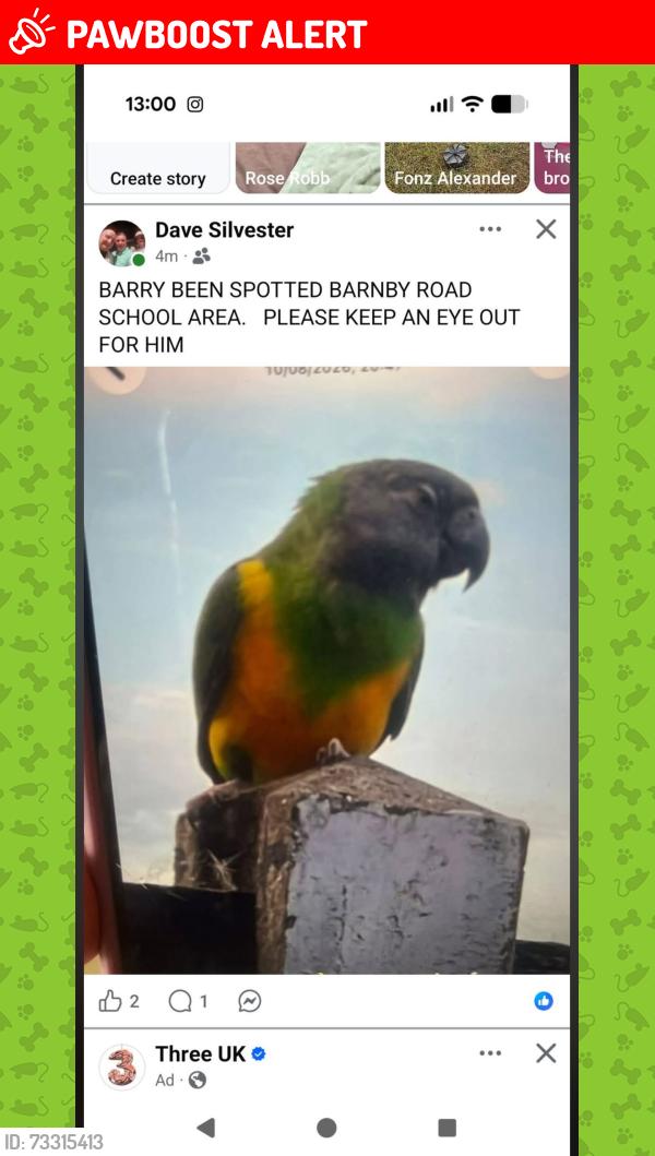 Lost Male Bird last seen Clay lane Newark beacon hill area, Newark-on-Trent, England 