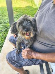 Reunited Female Dog last seen Horal cape valley, San Antonio, TX 78227