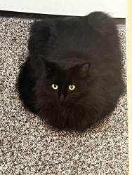 Lost Female Cat last seen Park pl blvd, Bedford, TX 76021