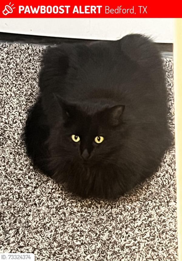 Lost Female Cat last seen Park pl blvd, Bedford, TX 76021