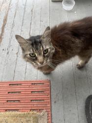 Found/Stray Unknown Cat last seen Kline Ave & Eastland Ave, Akron, OH 44305