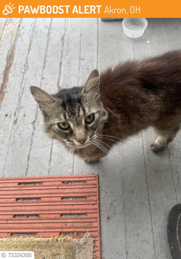 Found/Stray Unknown Cat last seen Kline Ave & Eastland Ave, Akron, OH 44305