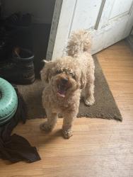 Reunited Male Dog last seen Telegraph Willow creek apmts, Redford Township, MI 48239