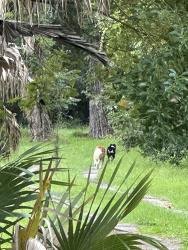Found/Stray Unknown Dog last seen Across from Carpet One on the Koppers site, Gainesville, FL 32609