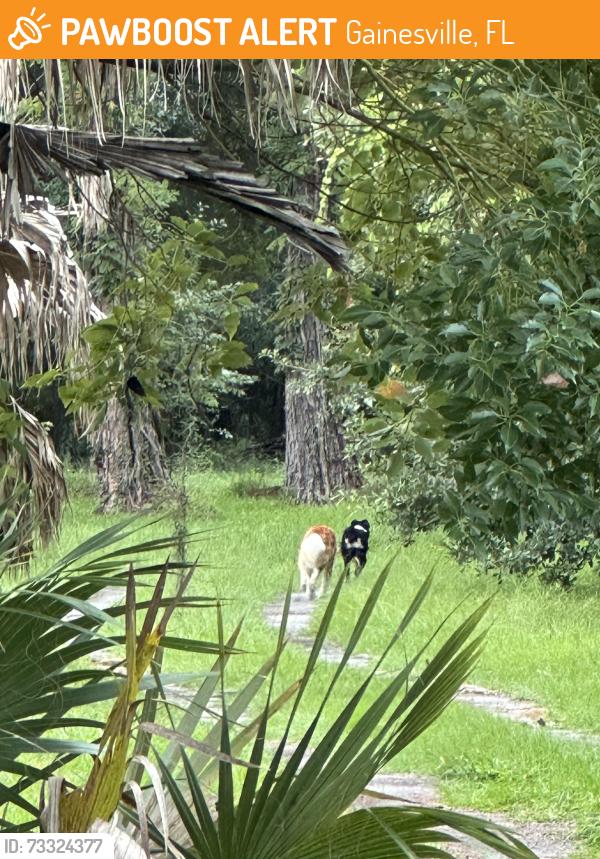 Found/Stray Unknown Dog last seen Across from Carpet One on the Koppers site, Gainesville, FL 32609
