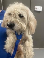 Shelter Stray Female Dog last seen FLORIDA AND LYON, HEMET CITY, 581 S Grand Ave, San Jacinto, CA 92582, USA