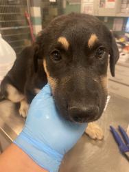 Shelter Stray Female Dog last seen ALESSANDRO AVE N /CYPRESS AVE, SAN JACINTO, A, 92583, 581 S Grand Ave, San Jacinto, CA 92582, USA