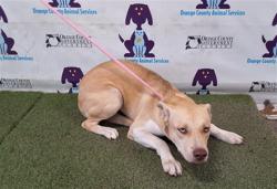 Shelter Stray Male Dog last seen , 2769 Conroy Rd, Orlando, FL 32839, USA