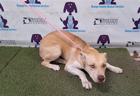 Shelter Stray Male Dog last seen , 2769 Conroy Rd, Orlando, FL 32839, USA
