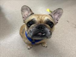 Shelter Stray Female Dog last seen , 14409 Vanowen St, Van Nuys, CA 91405, USA