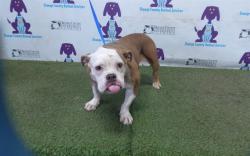 Shelter Stray Female Dog last seen , 2769 Conroy Rd, Orlando, FL 32839, USA