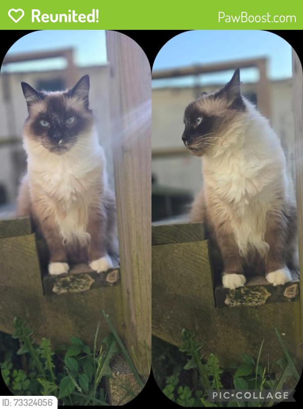 Reunited Male Cat last seen Claremont, Kingsport, TN 37660