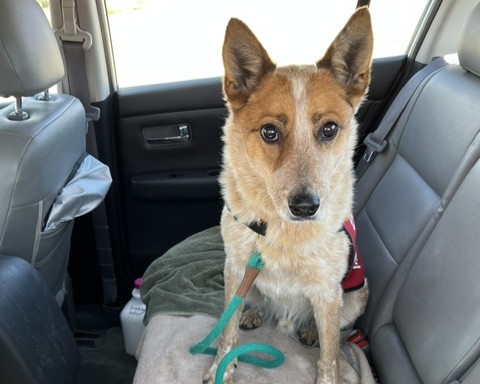 Shelter Stray Male Dog last seen Near BLOCK CALLE MILPA SANTA FE NM 87507, 100 Caja Del Rio Rd, Santa Fe, NM 87507, USA