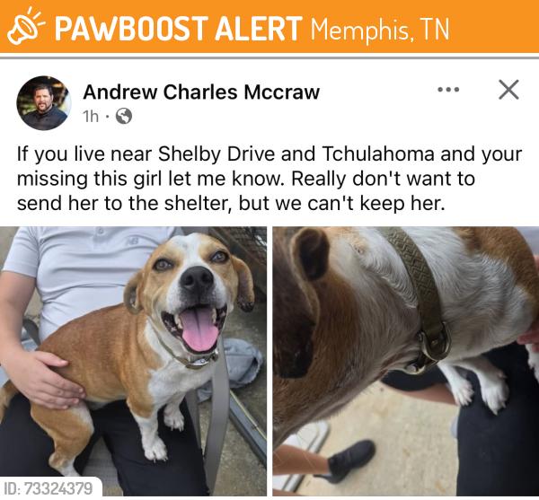 Found/Stray Female Dog last seen Tullahoma and Shelby drive, Memphis, TN 38118
