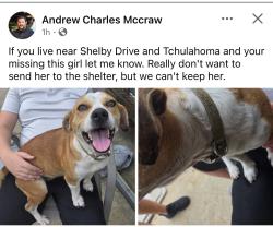 Found/Stray Female Dog last seen Tullahoma and Shelby drive, Memphis, TN 38118