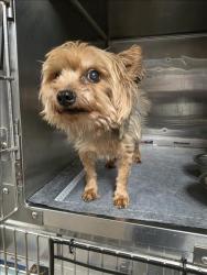 Shelter Stray Male Dog last seen , West Valley Animal Shelter, 20655 Plummer St, Chatsworth, CA 91311, USA