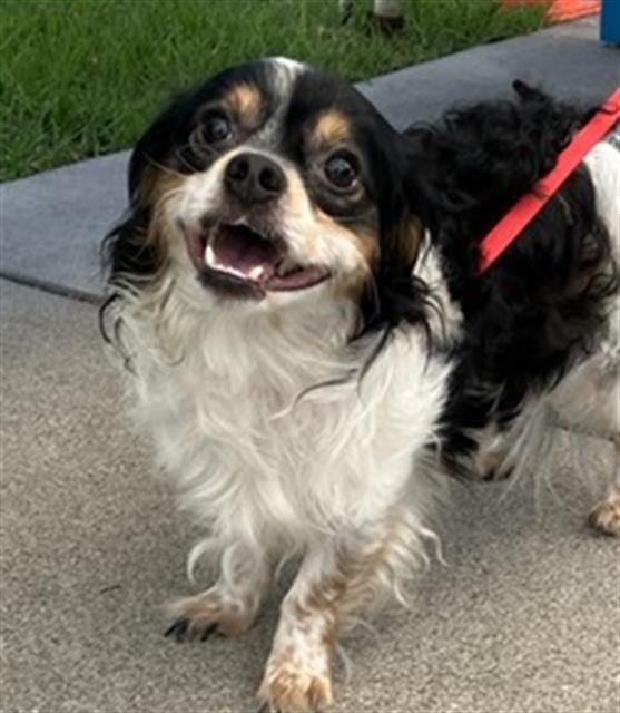 Shelter Stray Male Dog last seen Near BLOCK BLCK LONG BEACH BLVD, LONG BEACH, CA 90806, 7700 E Spring St, Long Beach, CA 90815, USA
