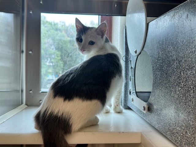 Shelter Stray Female Cat last seen Near BLOCK SPRING BLOSSOM DR, COLORADO SPRINGS CO 80910, 610 Abbot Ln, Colorado Springs, CO 80905, USA