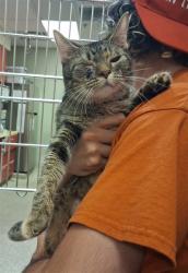 Shelter Stray Female Cat last seen Near BLOCK KOKOMO ST, COLORADO SPRINGS CO 80911, 610 Abbot Ln, Colorado Springs, CO 80905, USA