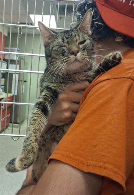 Shelter Stray Female Cat last seen Near BLOCK KOKOMO ST, COLORADO SPRINGS CO 80911, 610 Abbot Ln, Colorado Springs, CO 80905, USA