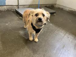 Shelter Stray Male Dog last seen , 600 Aviation Dr, Camarillo, CA 93010, USA
