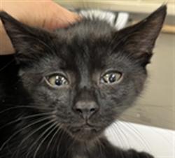 Shelter Stray Male Cat last seen , 232 Eslinger Way, Sanford, FL 32773, USA