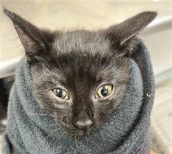 Shelter Stray Female Cat last seen , 232 Eslinger Way, Sanford, FL 32773, USA