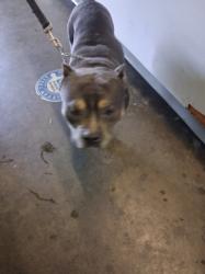 Shelter Stray Male Dog last seen , 1850 W 60th St, Los Angeles, CA 90047, USA