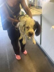 Shelter Stray Male Dog last seen , 1850 W 60th St, Los Angeles, CA 90047, USA