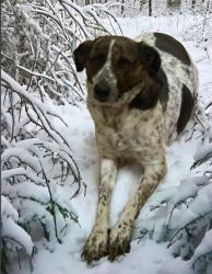 Reunited Male Dog last seen Aldridge rd and huff road, Archdale, NC 27263