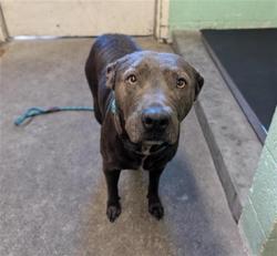 Shelter Stray Female Dog last seen MARYSVILLE BLVD & GRAND AVE, 2127 Front St, Sacramento, CA 95818, USA