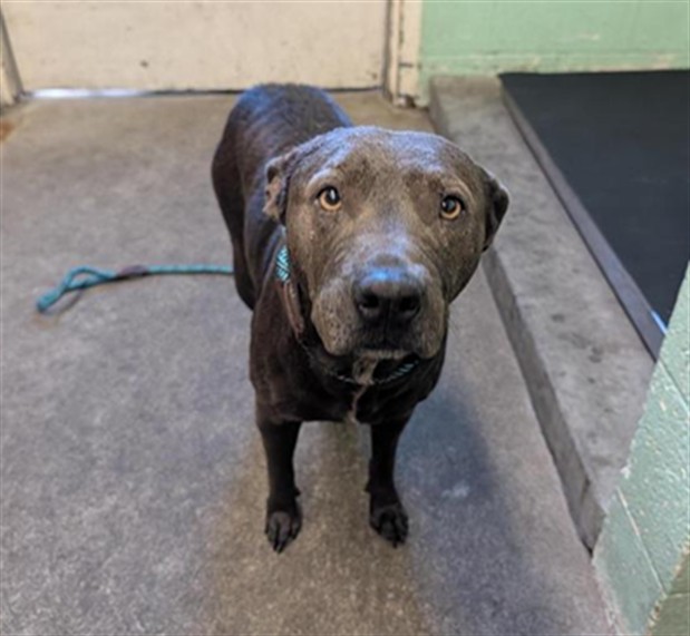 Shelter Stray Female Dog last seen MARYSVILLE BLVD & GRAND AVE, 2127 Front St, Sacramento, CA 95818, USA