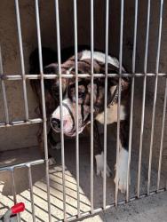 Shelter Stray Male Dog last seen Near BLOCK SW 97TH ST, 2811 SE 29th St, Oklahoma City, OK 73129, USA
