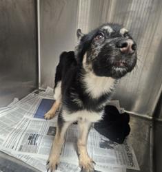 Shelter Stray Female Dog last seen , 3201 Lacy St, Los Angeles, CA 90031, USA