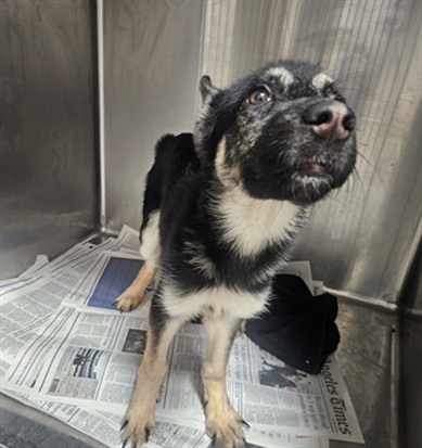 Shelter Stray Female Dog last seen , 3201 Lacy St, Los Angeles, CA 90031, USA
