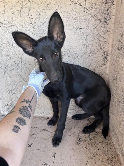Shelter Stray Female Dog last seen SW 15TH ST/S PORTLAND AVE, 2811 SE 29th St, Oklahoma City, OK 73129, USA