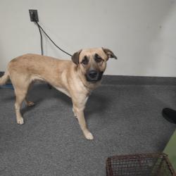 Shelter Stray Male Dog last seen , 3201 Lacy St, Los Angeles, CA 90031, USA