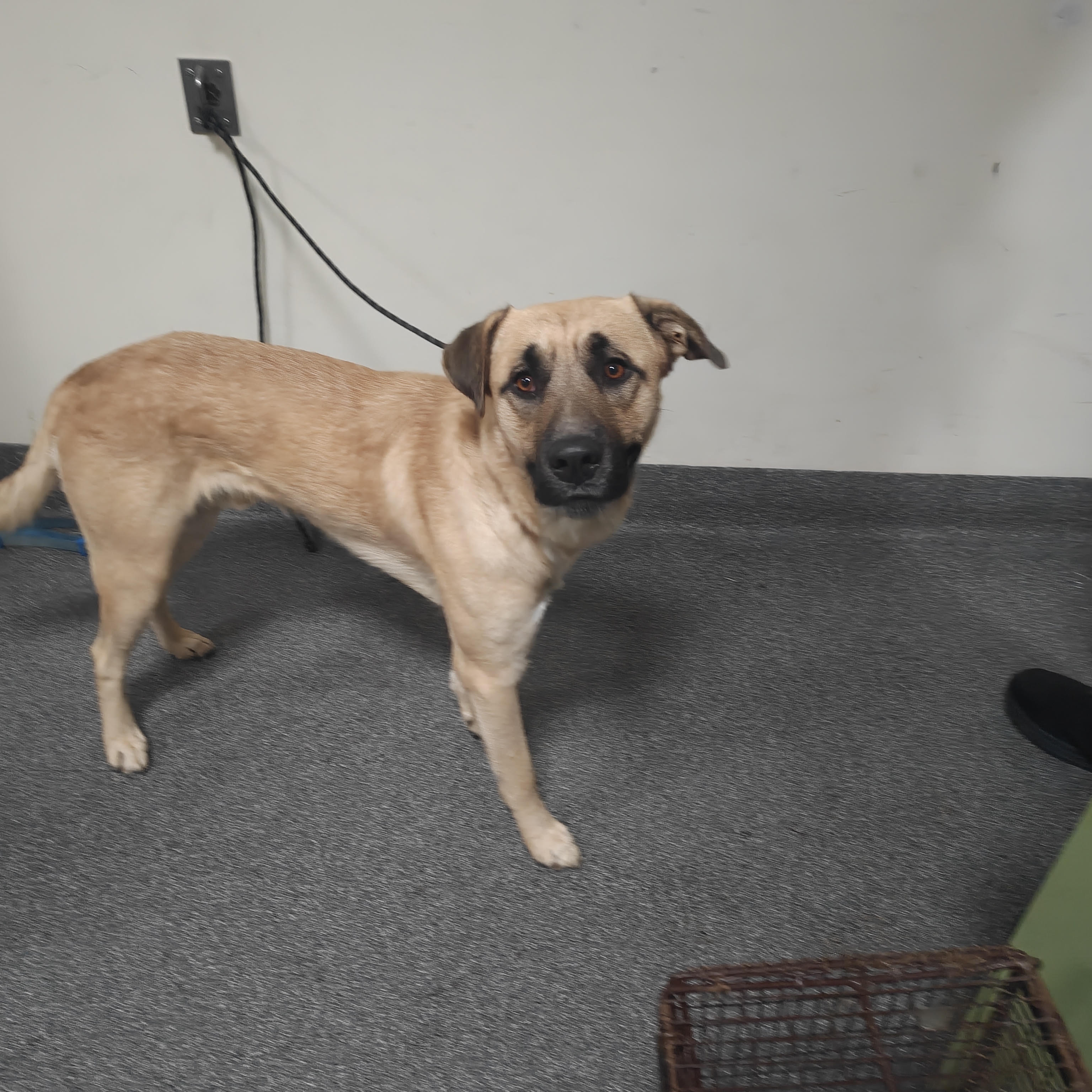 Shelter Stray Male Dog last seen , 3201 Lacy St, Los Angeles, CA 90031, USA