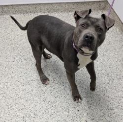 Shelter Stray Male Dog last seen Near BLOCK WARWICK ST, DETROIT MI 48228, 7401 Chrysler Dr, Detroit, MI 48211, USA
