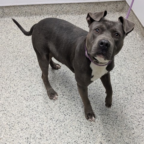 Shelter Stray Male Dog last seen Near BLOCK WARWICK ST, DETROIT MI 48228, 7401 Chrysler Dr, Detroit, MI 48211, USA