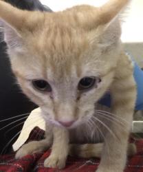 Shelter Stray Male Cat last seen Near BLOCK LIMONITE AVE, JURUPA VALLEY CA 92509, 6851 Van Buren Boulevard, Jurupa Valley, CA 92509, USA