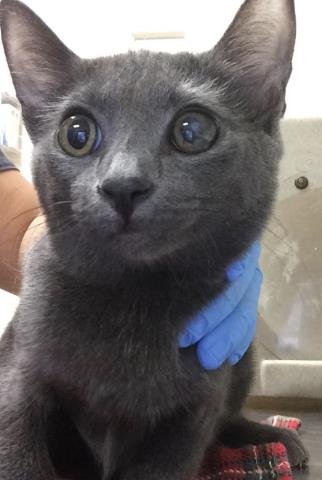 Shelter Stray Female Cat last seen Near BLOCK LIMONITE AVE, JURUPA VALLEY CA 92509, 6851 Van Buren Boulevard, Jurupa Valley, CA 92509, USA