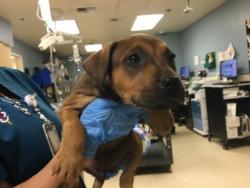 Shelter Stray Female Dog last seen Near BLOCK LEE RD, PERRIS CA 92570, 6851 Van Buren Boulevard, Jurupa Valley, CA 92509, USA