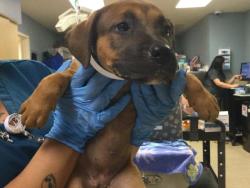 Shelter Stray Female Dog last seen Near BLOCK LEE RD, PERRIS CA 92570, 6851 Van Buren Boulevard, Jurupa Valley, CA 92509, USA
