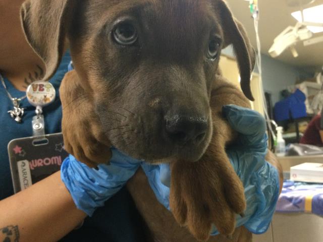 Shelter Stray Male Dog last seen Near BLOCK LEE RD, PERRIS CA 92570, 6851 Van Buren Boulevard, Jurupa Valley, CA 92509, USA