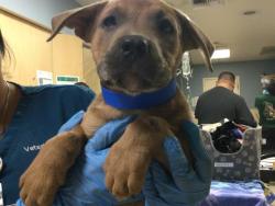Shelter Stray Male Dog last seen Near BLOCK LEE RD, PERRIS CA 92570, 6851 Van Buren Boulevard, Jurupa Valley, CA 92509, USA
