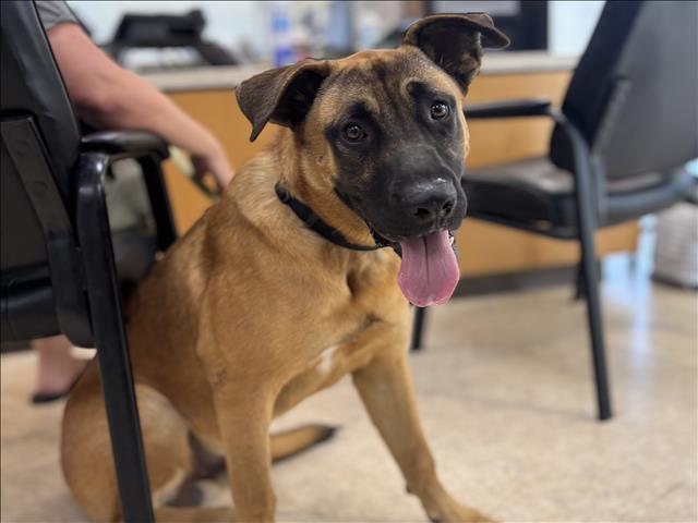 Shelter Stray Male Dog last seen , 957 N Gaffey St, San Pedro, CA 90731, USA