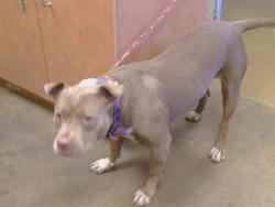 Shelter Stray Female Dog last seen RIO LINDA BLVD, 3839 Bradshaw Rd, Sacramento, CA 95827, USA